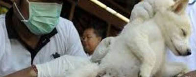 Dinas Pertanian Bengkalis Gelar Vaksinasi Virus Rabies